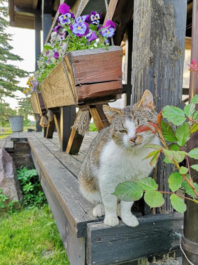 Villa Dylewianka Wysoka Wieś Esterno foto