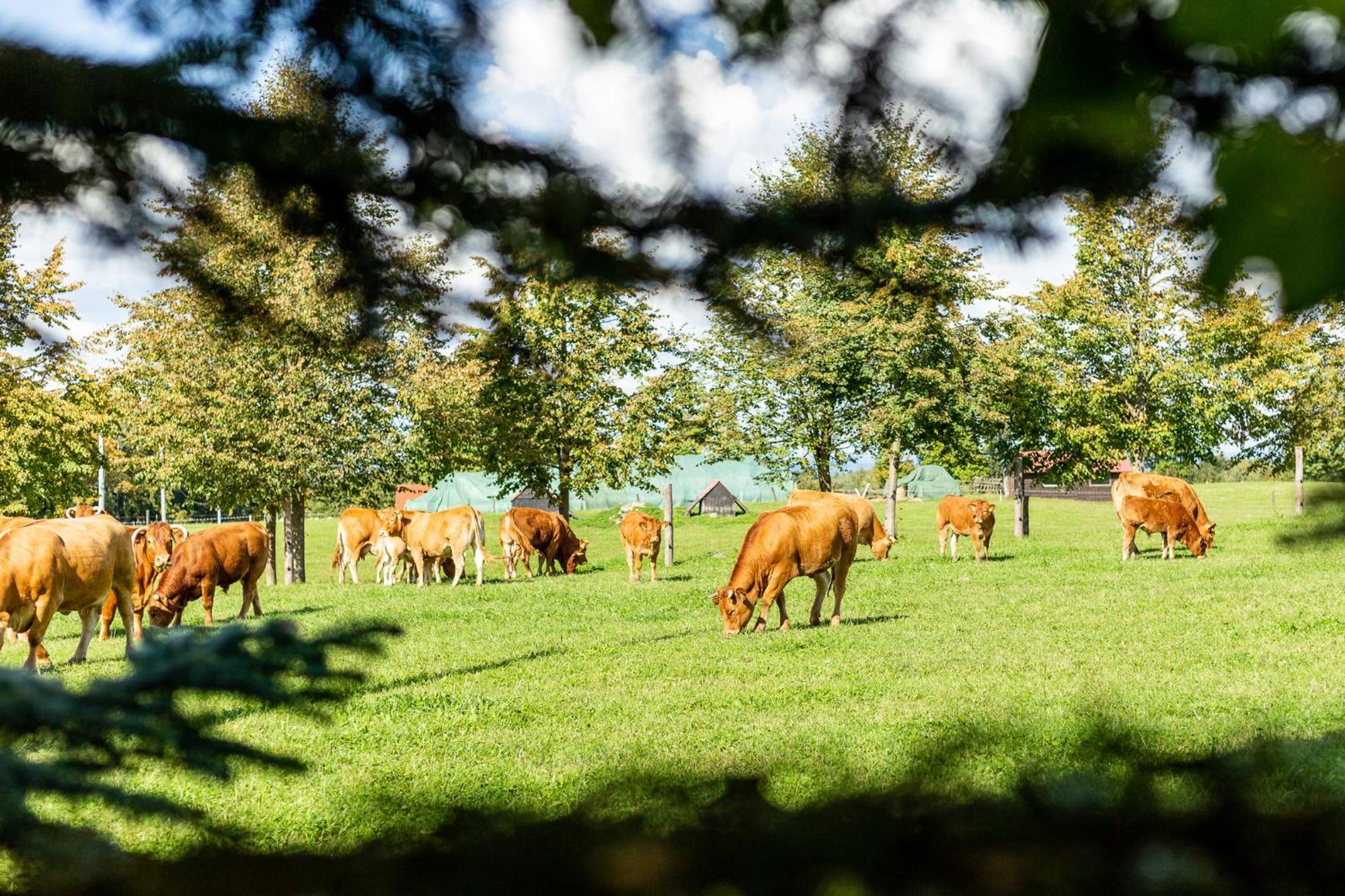 Villa Dylewianka Wysoka Wieś Esterno foto