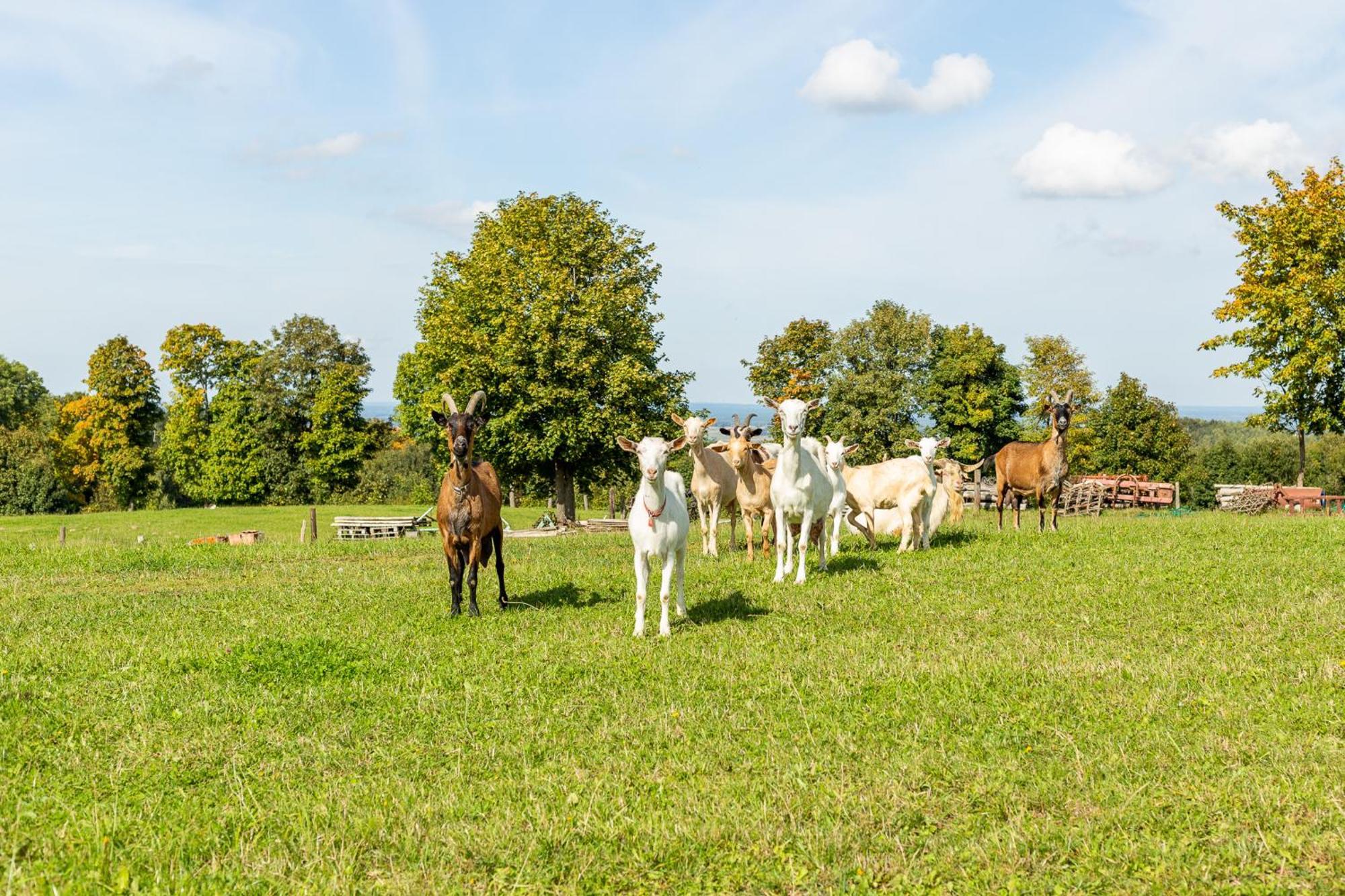 Villa Dylewianka Wysoka Wieś Esterno foto