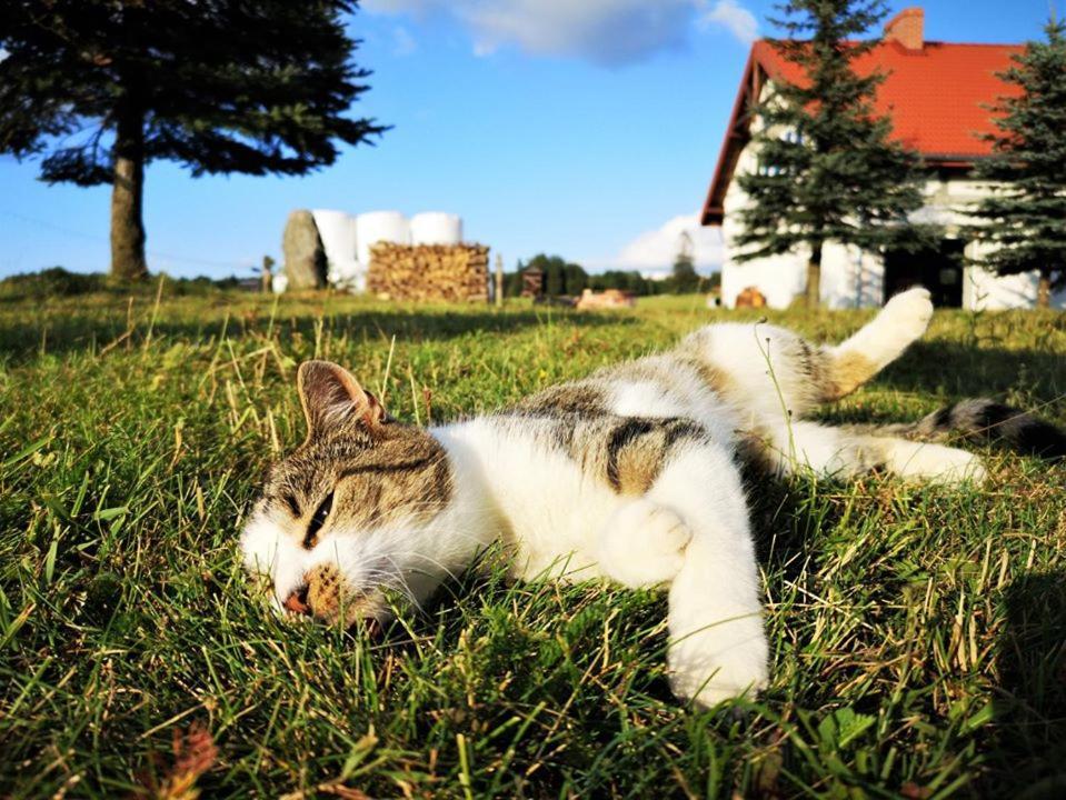 Villa Dylewianka Wysoka Wieś Esterno foto